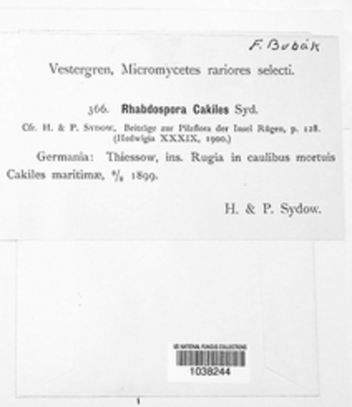 Rhabdospora cakiles image